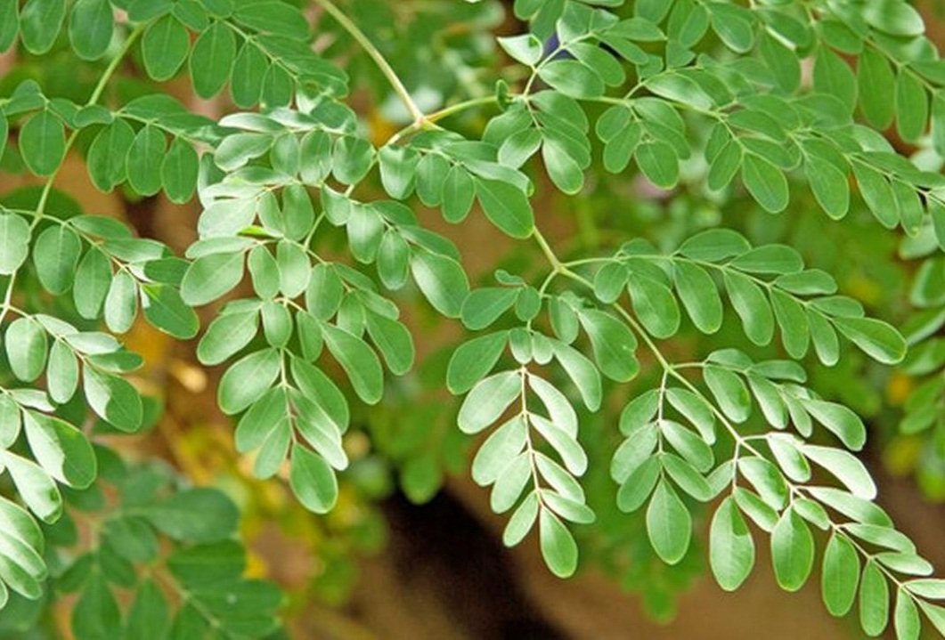 Rahasia Superfood Daun Kelor Resep Lezat Sehat!
